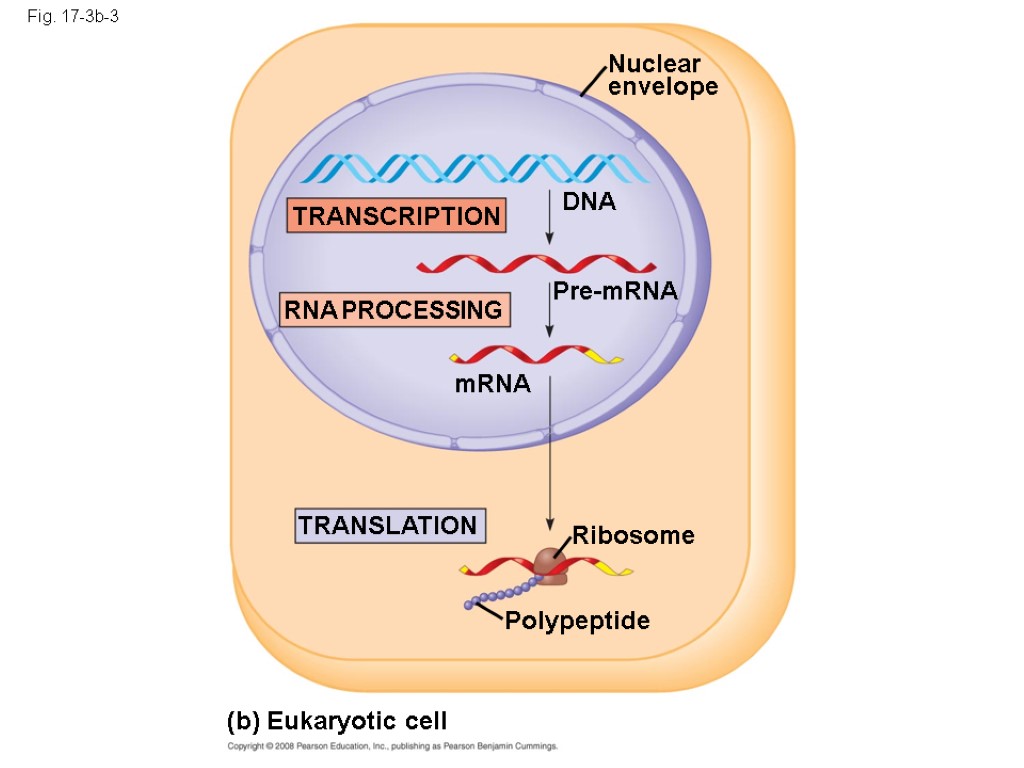 Fig. 17-3b-3 (b) Eukaryotic cell TRANSCRIPTION Nuclear envelope DNA Pre-mRNA RNA PROCESSING mRNA TRANSLATION